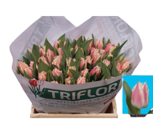 Load the image into the gallery viewer, Tulip Bell Song (Papageien-Tulpe)