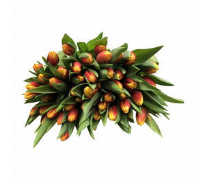 Tulpen Dow Jones (Orange-Gelb)