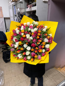 101 Stk bunte Tulpen