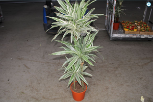 Dracaena Fra White Stripe