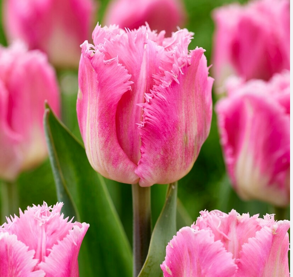 Tulpen Bell Song (Papageien-Tulpe)