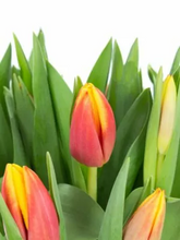 Load the image into the gallery viewer, Tulips Dow Jones (Orange-Gelb)