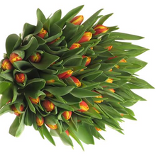 Load the image into the gallery viewer, Tulips Dow Jones (Orange-Gelb)