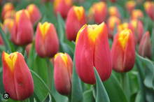 Load the image into the gallery viewer, Tulips Dow Jones (Orange-Gelb)