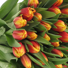 Load the image into the gallery viewer, Tulips Dow Jones (Orange-Gelb)