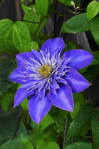 Clematis