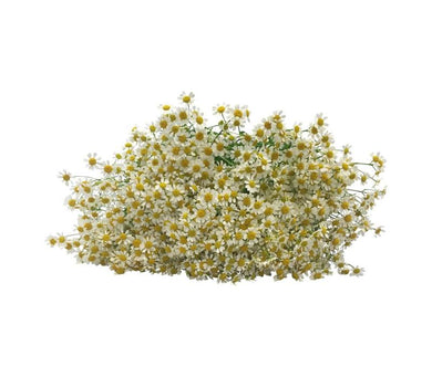 Camomile