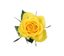 Load the image into the gallery viewer, Rose Yellow