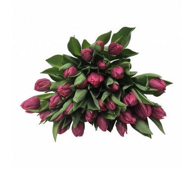 Tulpen Queen of Marve