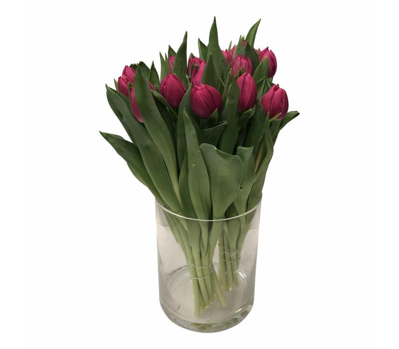 Tulpen Queen of Marve