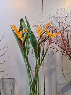 Birds of Paradise