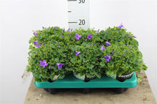 Load the image into the gallery viewer, Campanula Porto Longlife bellflower