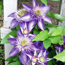 Загрузите изображение в программу просмотра галереи, Clematis