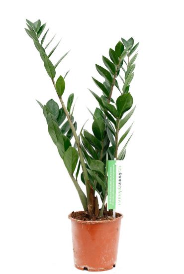 Zamioculcas care