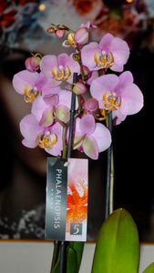 Orchids