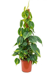 Philodendron grand brasil