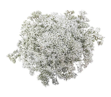 Gypsophila 