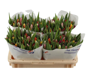 50 Tulpen bunt gemischt