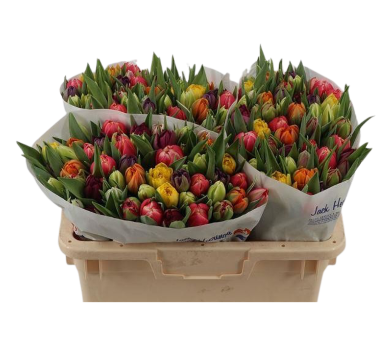 50 Tulpen bunt gemischt