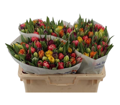 51 pieces of colorful tulips