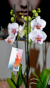 Orchids