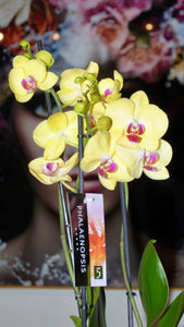 Orchideen