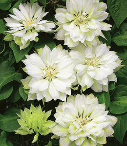 Clematis