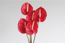 Load the image into the gallery viewer, Anthurium