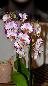 Orchids