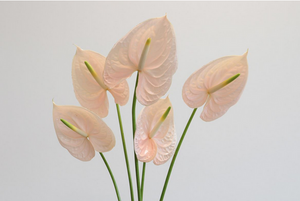 Anthurium