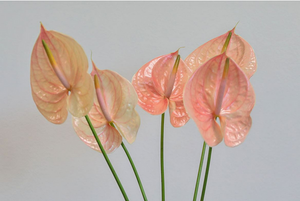 Anthurium