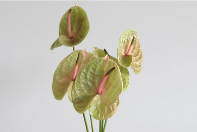 Anthurium