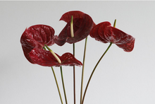 Load the image into the gallery viewer, Anthurium