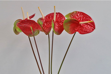 Load the image into the gallery viewer, Anthurium