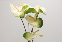 Load the image into the gallery viewer, Anthurium