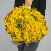 MIMOSE
