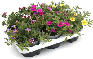 Magic bell trio color mix, 6 plants