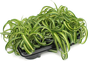 Spider plant - official grass, 6 plants