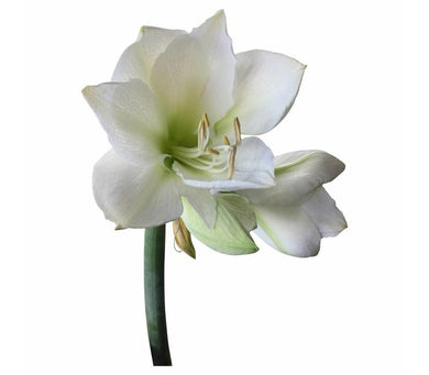 Amaryllis Mont Blanc (Weiß)