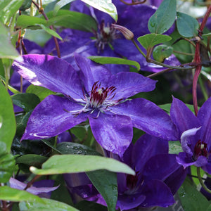 Clematis