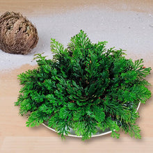 Load the image into the gallery viewer, Rose of Jericho