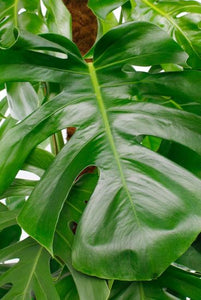 Philodendron Monstera - window leaf