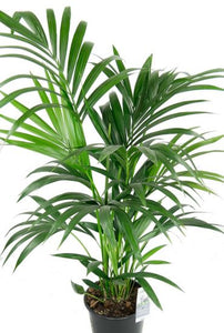 Kentia palm