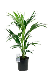 Kentia palm