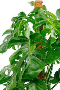 Philodendron Monstera - window leaf