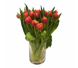 Tulpen Columbus (Gefüllt)