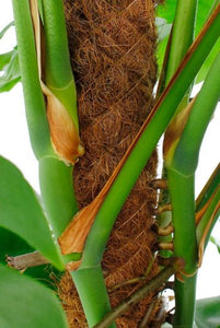 Philodendron Monstera - window leaf