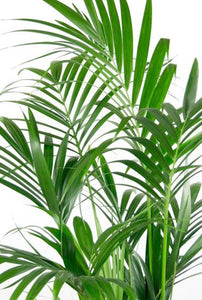 Kentia palm