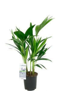 Kentia palm