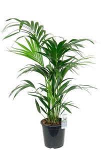 Kentia palm